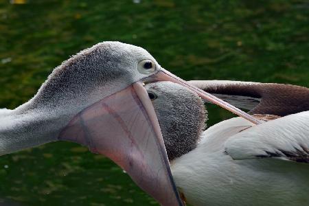 Mothers love