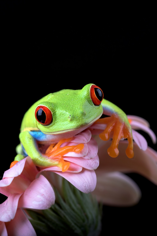 Red eyed tree frog von Dikky Oesin