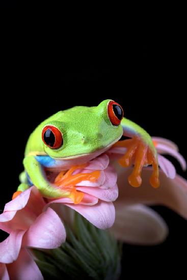 Red eyed tree frog