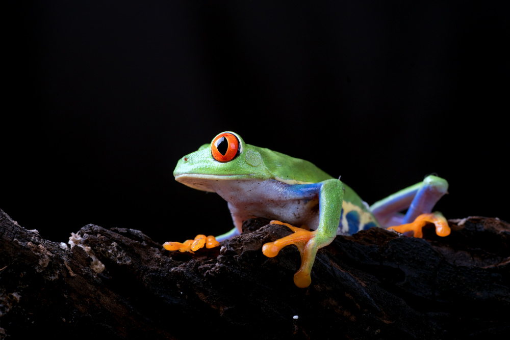 red eyed tree frog von Dikky Oesin