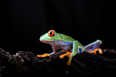 red eyed tree frog