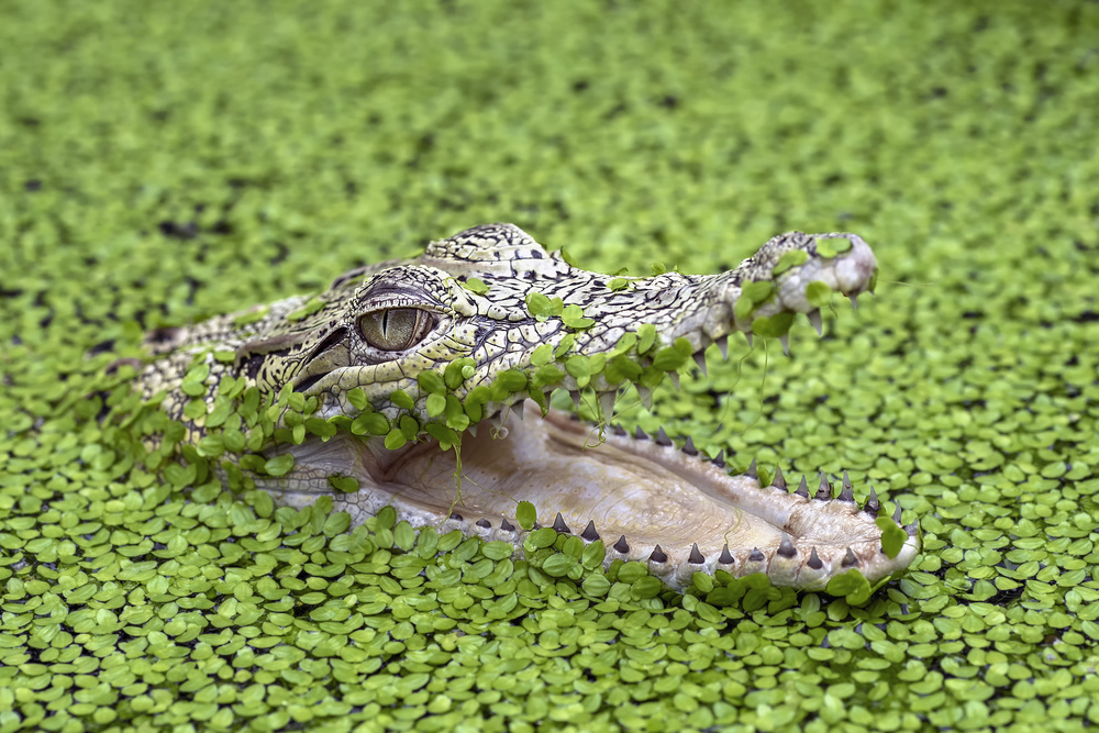 salt water crocodile von Dikky Oesin