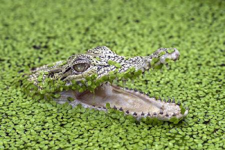 salt water crocodile