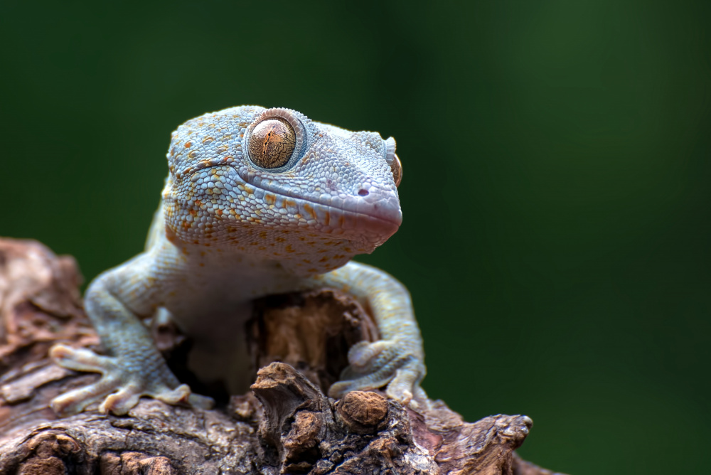 Tokay gecko von Dikky Oesin