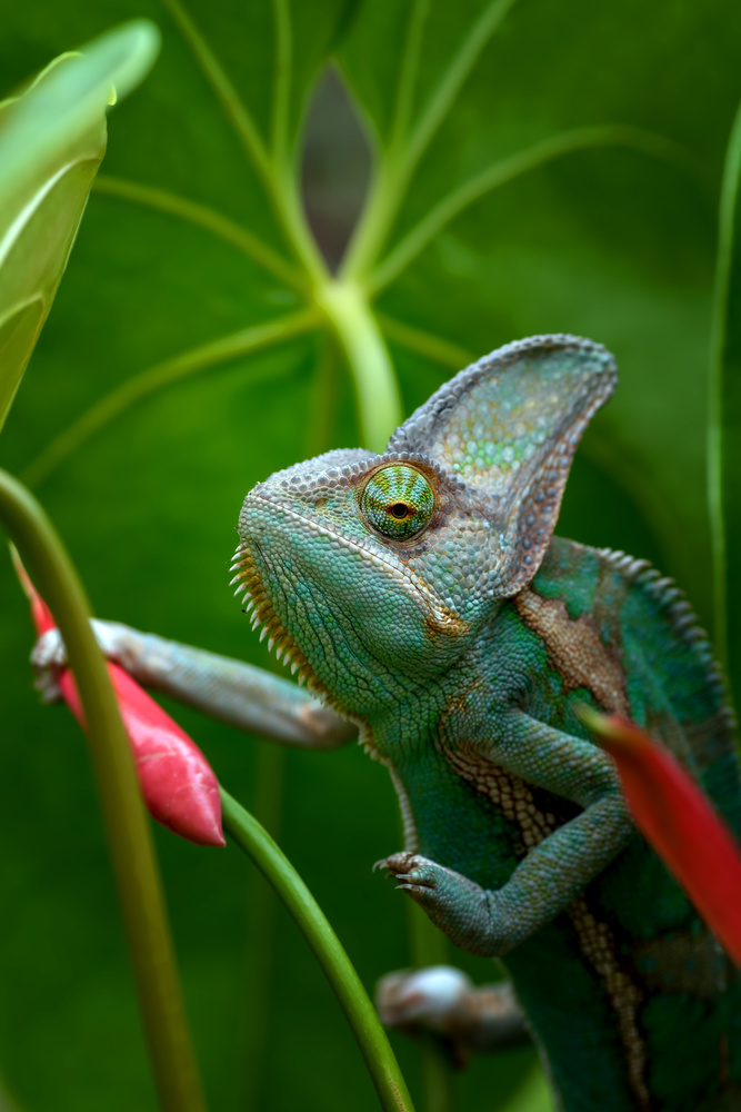 Veiled chameleon in green environment von Dikky Oesin