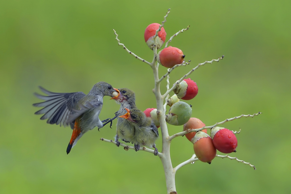 Female scarlet-headed flowerpecker bring food to their chicks von Dikky Oesin