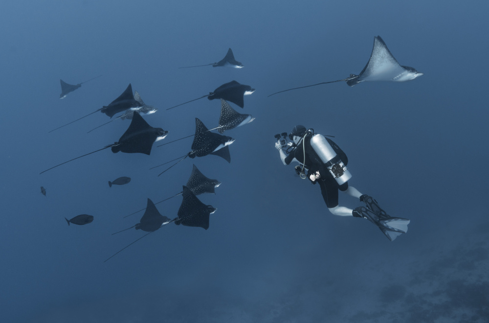 Eagle rays von Dmitriy Yevtushyk