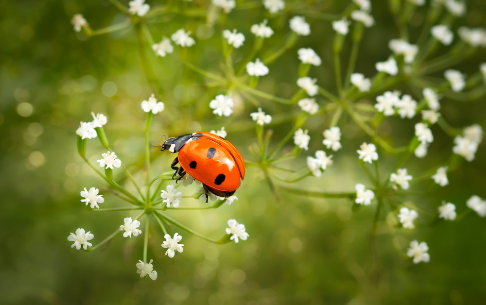 Walk on flowers von Dmitriy Yevtushyk