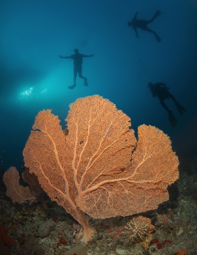 Gorgonian von Dmitriy Yevtushyk