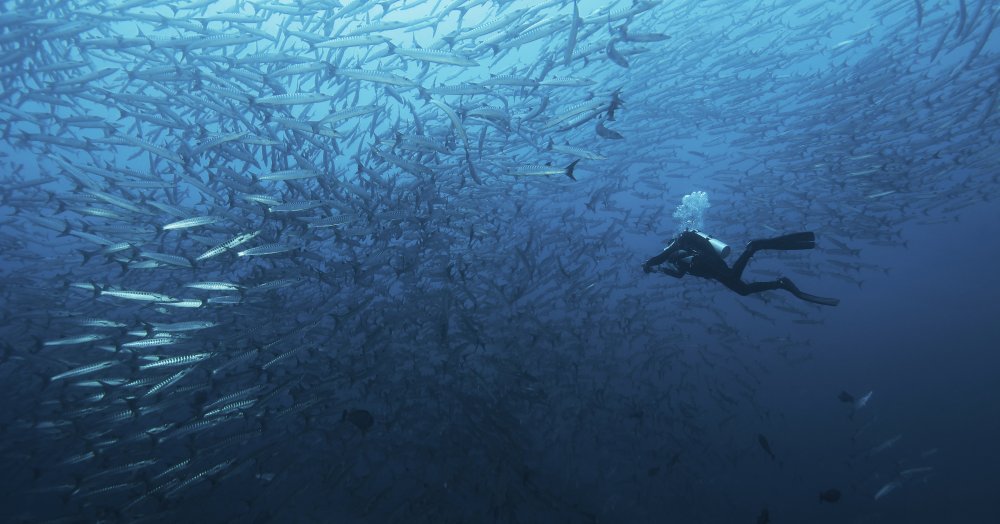 In a fishschool of barracudas. von Dmitriy Yevtushyk