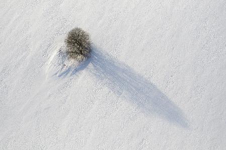 Alone in the field