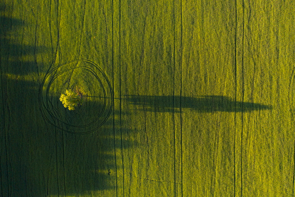 Lonely tree von Dmitry Doronin