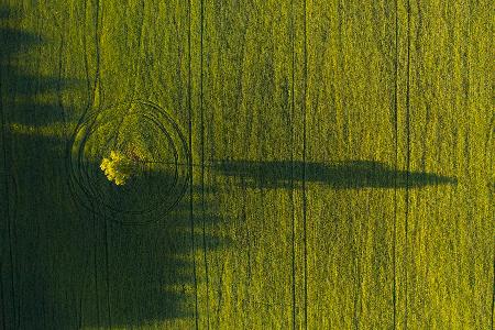 Lonely tree