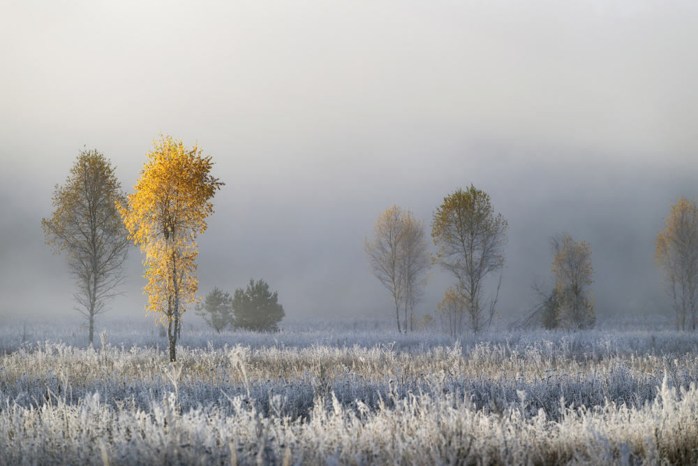 Frozen birches von Dmitry Doronin