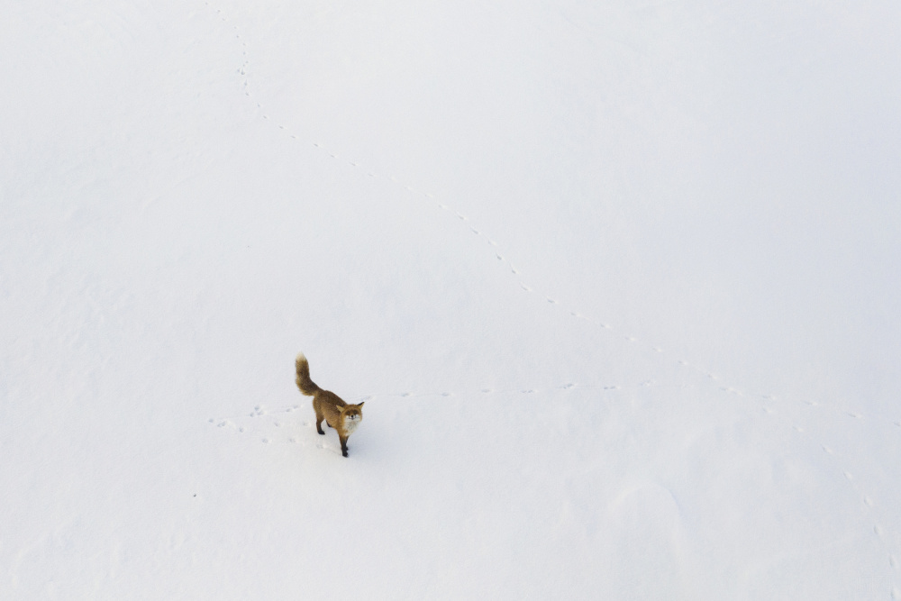 Curious fox von Dmitry Doronin