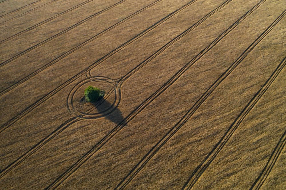 Around the tree von Dmitry Doronin