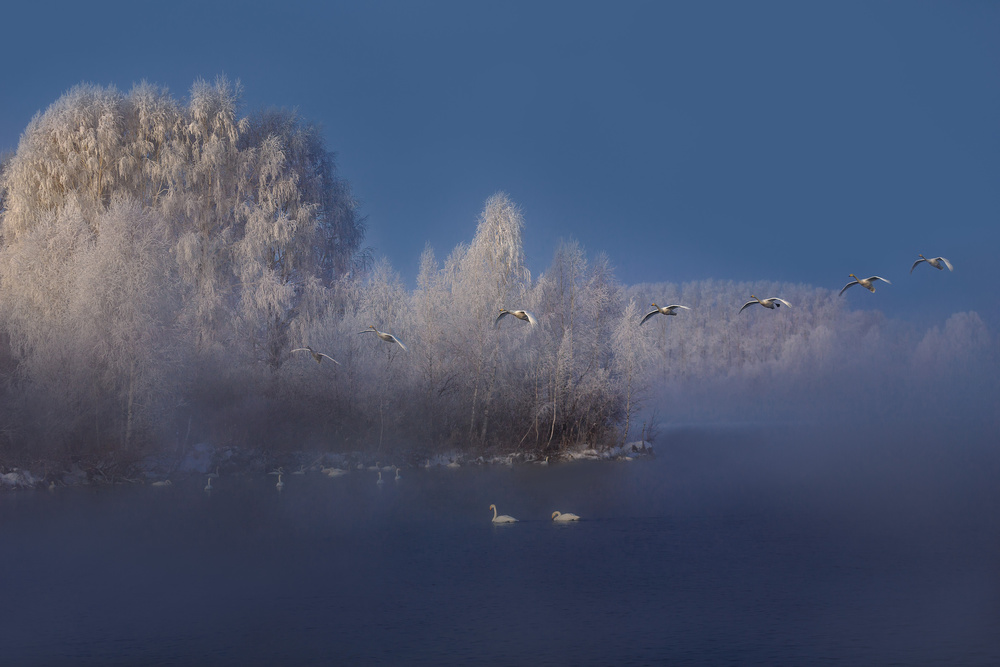 Swan lake von Dmitry Kupratsevich