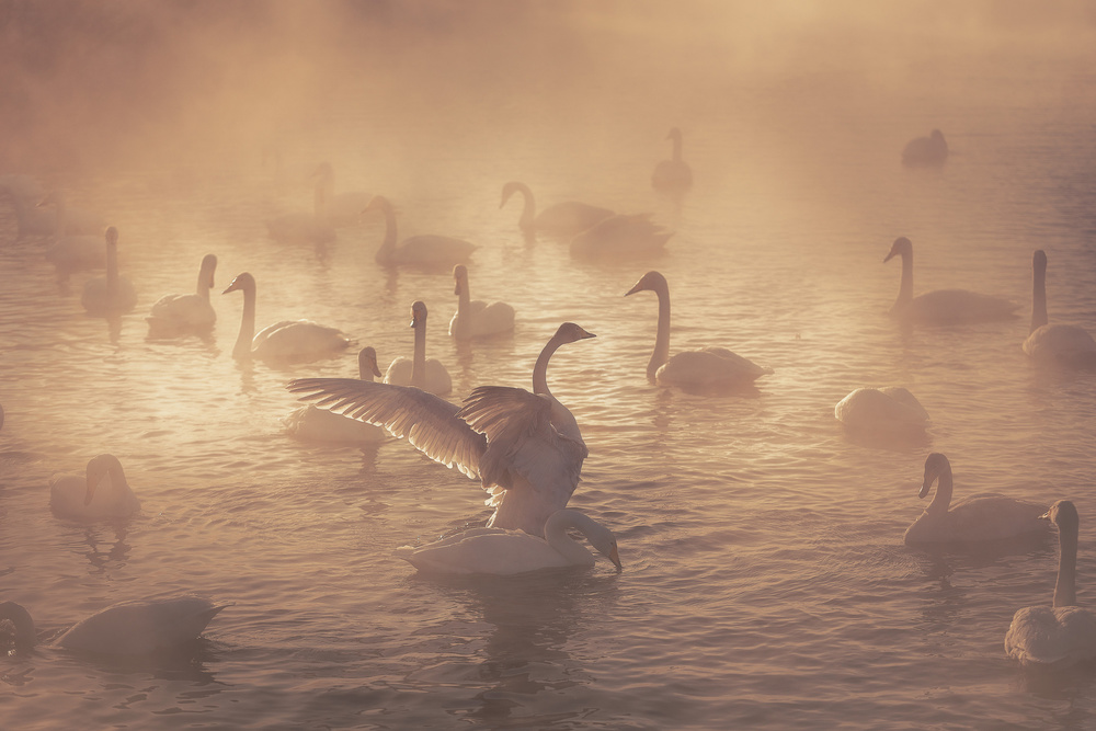 Sunrise swans von Dmitry Kupratsevich