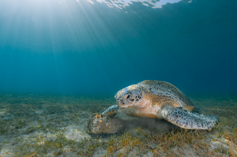 Green Turtle von Dmitry Marchenko