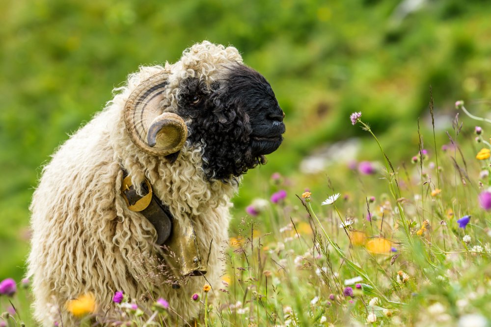 &quot; I like how smell this flowers &quot; von Dominik Murko