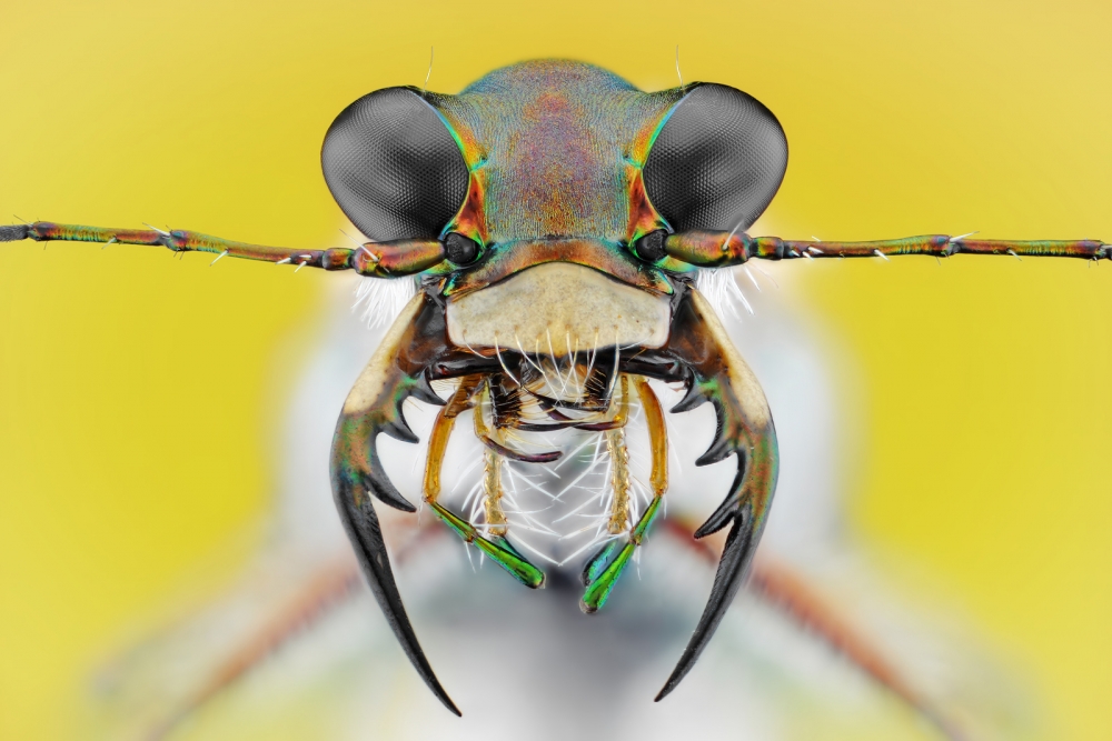 Cicindela ancocisconensis von Donald Jusa