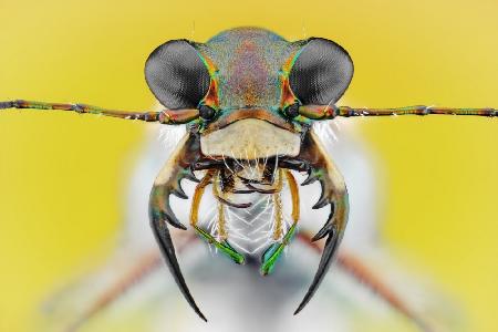 Cicindela ancocisconensis