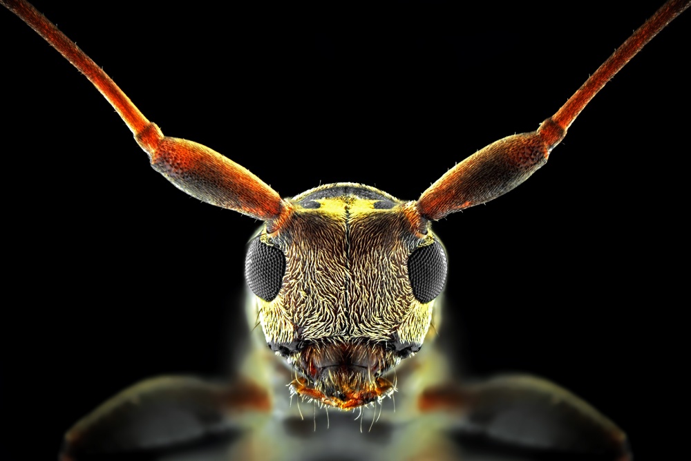 Flat-Headed Longhorn Beetle von Donald Jusa