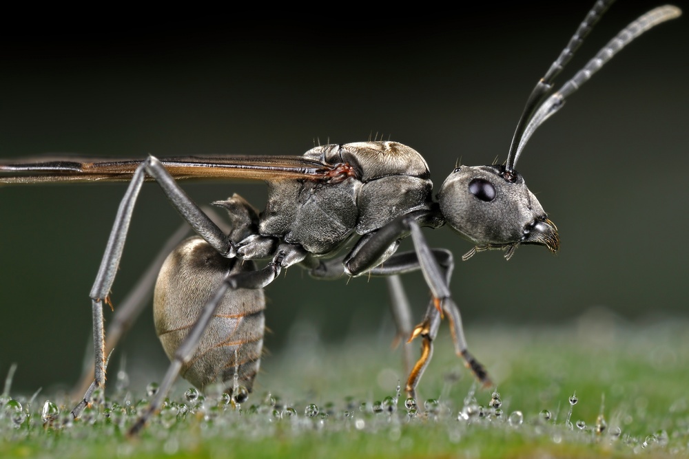 Winged-Carpenter Ant von Donald Jusa