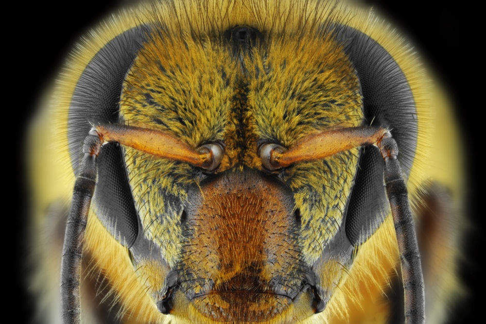 Yellow-Faced Bee von Donald Jusa