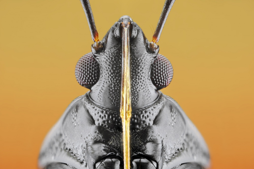 Plant Bug (Fulvius imbecilis) von Donald Jusa