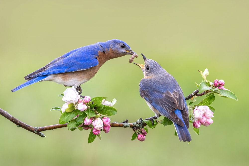 Bluebirds Love von Donald Luo