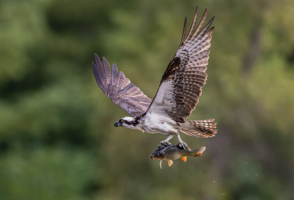 Osprey with catch von Donald Luo