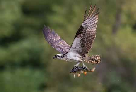 Osprey with catch