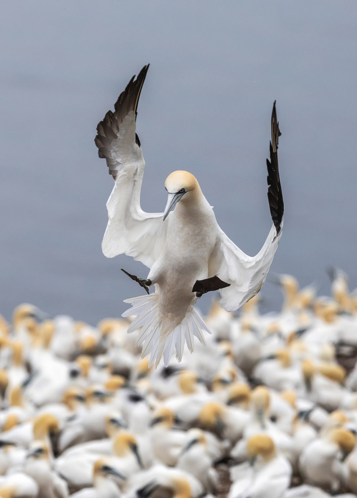 landing von Donald Luo