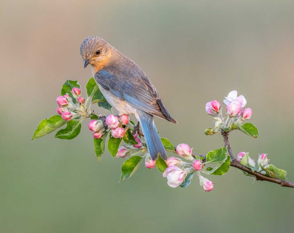 Eastern Bluebird von Donald Luo