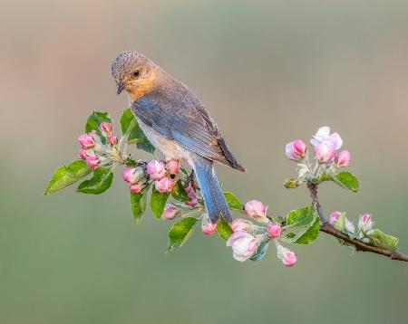 Eastern Bluebird