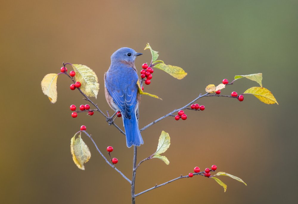 Eastern Bluebird von Donald Luo