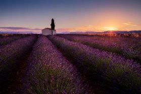 Provence Lavender