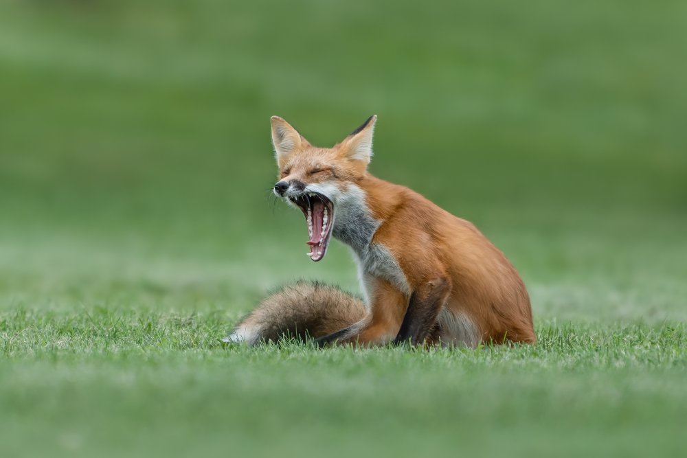 Red Fox Yawning von Donald Luo