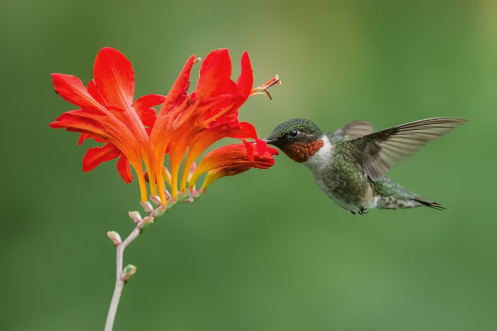 Ruby-throated hummingbird von Donald Luo