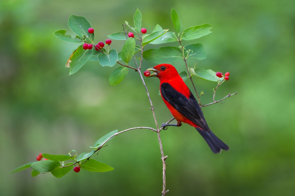 Scarlet Tanager von Donald Luo