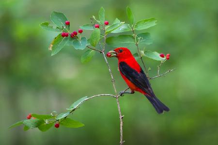 Scarlet Tanager