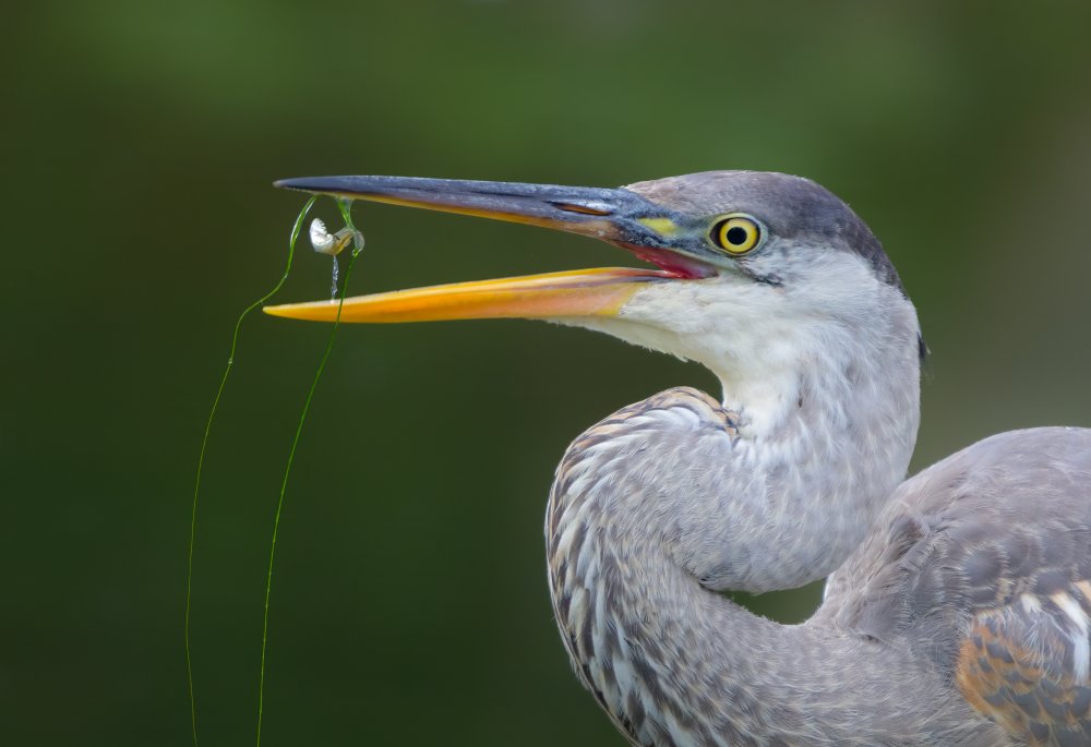 Snack Time von Donald Luo