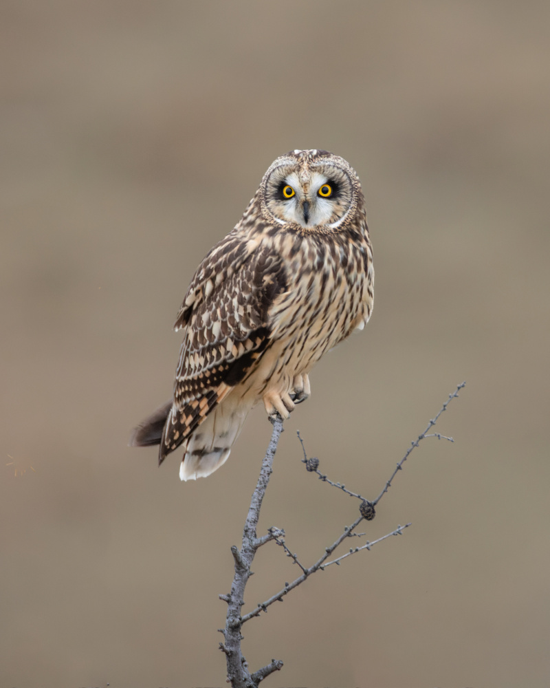 Short-eared Owl von Donald Luo