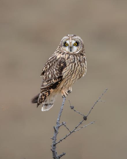 Short-eared Owl