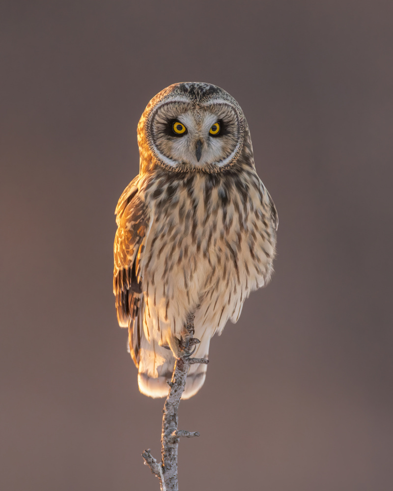 Short-eared Owl von Donald Luo