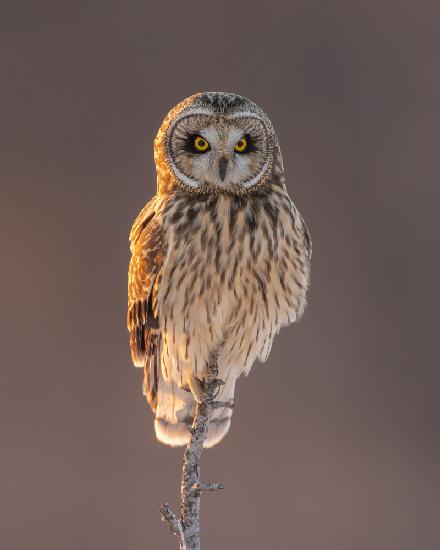 Short-eared Owl