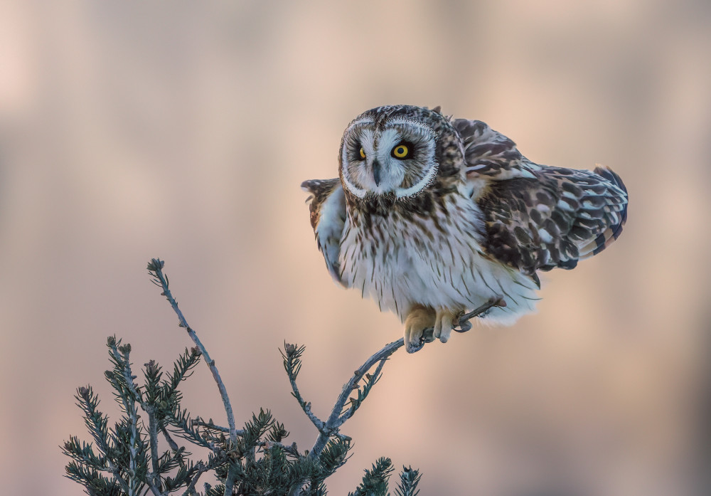 Short-eared Owl von Donald Luo