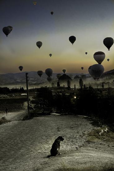 Balloons and one dog