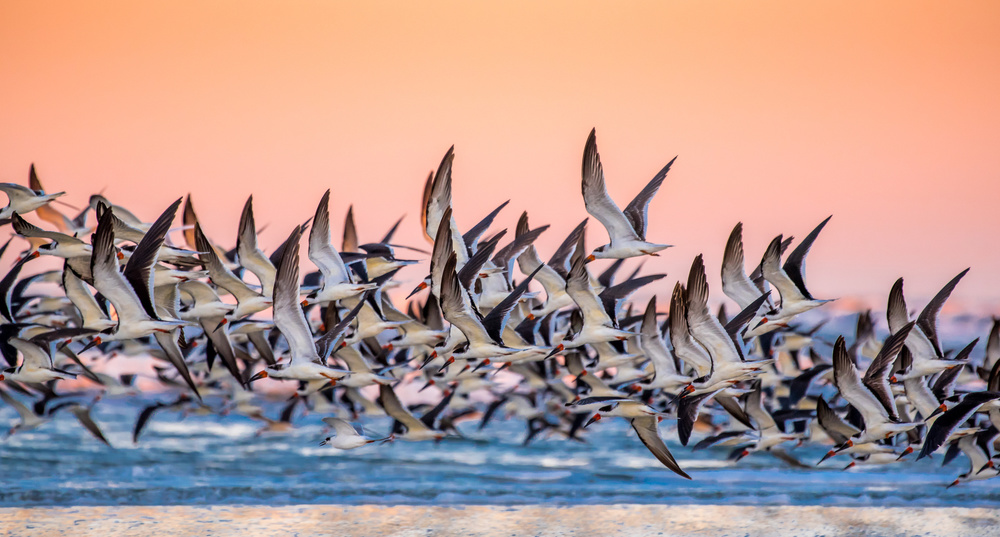 Black Skimmer von Dong Yu